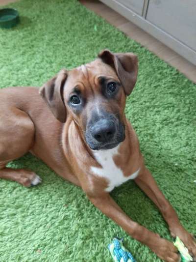 Seltene Rassen!-Beitrag-Bild