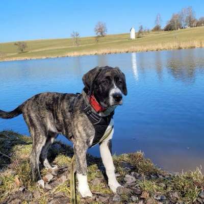 Hundetreffen-Junghundetreff-Bild