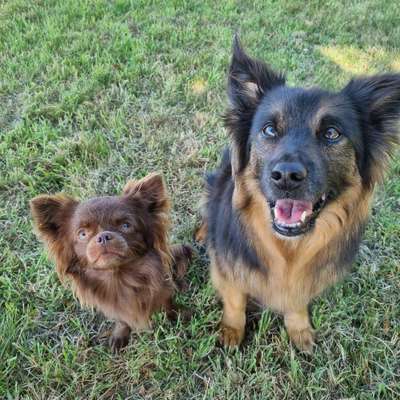 Hundetreffen-Chihuahua Gassi und Spielrunde-Bild