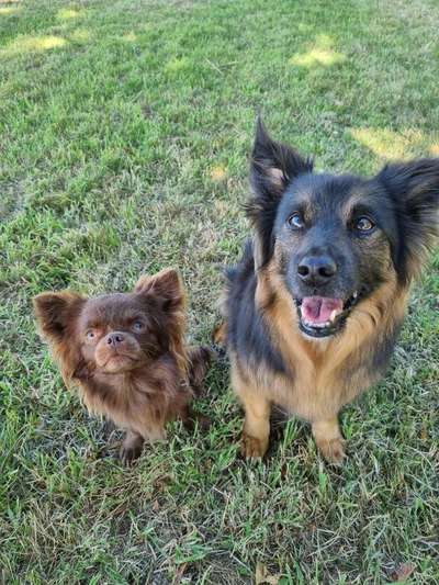 Wo sind die Chihuahua Besitzer ?-Beitrag-Bild