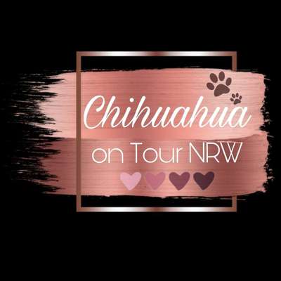 Hundetreffen-Chihuahua on Tour NRW-Bild