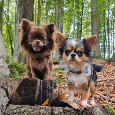 Hundetreffen-Chihuahua Gassigruppe-Bild