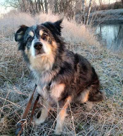 Dogorama Photo Challenge - Portrait-Beitrag-Bild