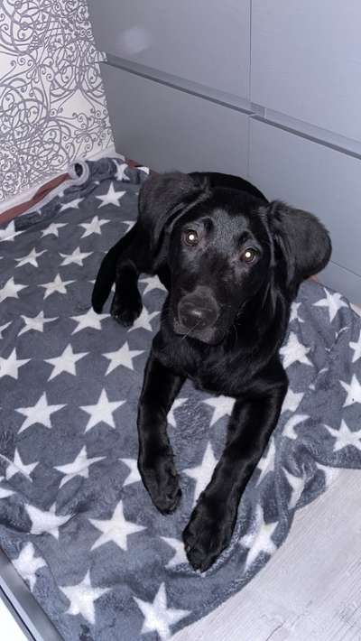 Darf der Hund bei Euch im Bett schlafen?-Beitrag-Bild