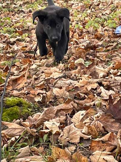 Labradorfans-Beitrag-Bild