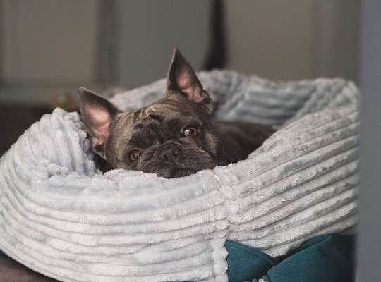 Französische Bulldoggen-Beitrag-Bild