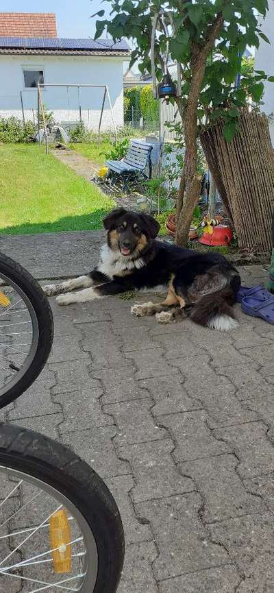 Hundetreffen-Finn sucht Spielkameraden-Bild