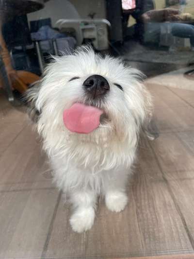 Tongue Out Tuesday-Beitrag-Bild