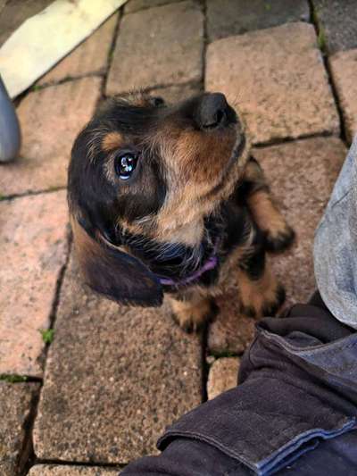 Welpen Bilder !-Beitrag-Bild