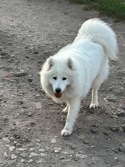 Hundetreffen-Junghunde treffen um spazieren zu zwei zu lernen-Bild