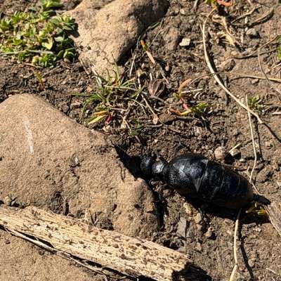 Giftköder-Ölkäfer-Bild