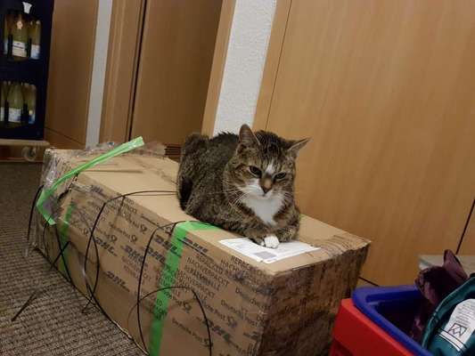 Unsere Fellnasen im Regenbogenland-Beitrag-Bild