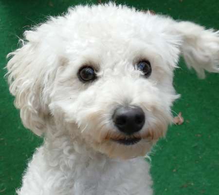 Dogorama Photo Challenge - Details Ganz nah-Beitrag-Bild