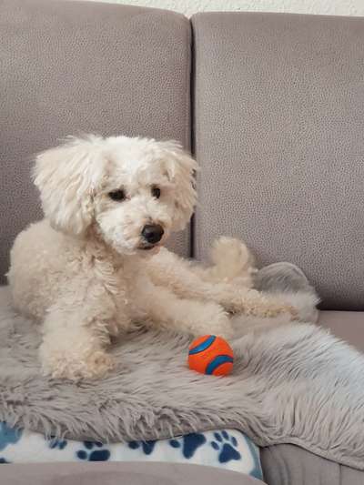 Wie seid ihr zu eurem Welpen gekommen?-Beitrag-Bild