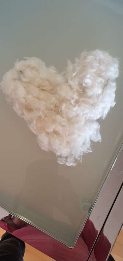 Hunde Porträt (Portrait) Galerie....-Beitrag-Bild