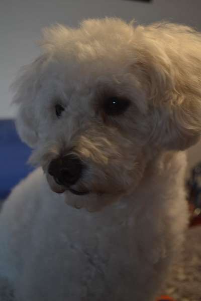 Hunde Porträt (Portrait) Galerie....-Beitrag-Bild