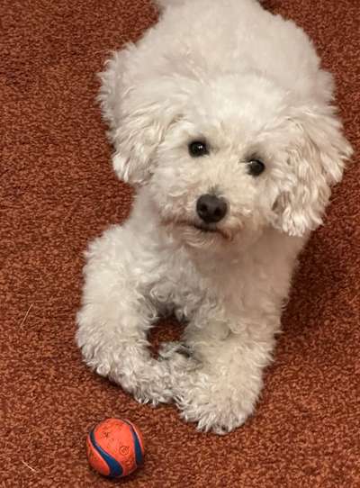 Vom Welpen zum Hund-Beitrag-Bild