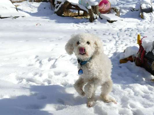Fotochallenge Nr. 59 - Mein Hund zeigt die Zunge-Beitrag-Bild