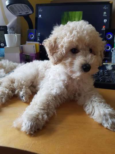 Wie seid ihr zu eurem Welpen gekommen?-Beitrag-Bild