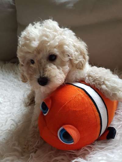 Dogorama Photo Challenge - TV Hund-Beitrag-Bild