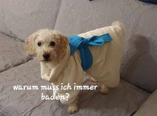 Dogorama Photo Challenge- genervter Blick-Beitrag-Bild