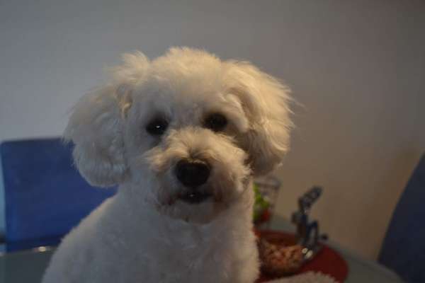 Hunde Porträt (Portrait) Galerie....-Beitrag-Bild