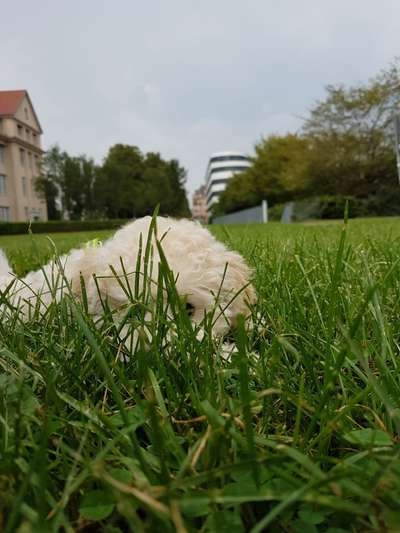 Dogorama Photo Challenge - Durchblick-Beitrag-Bild