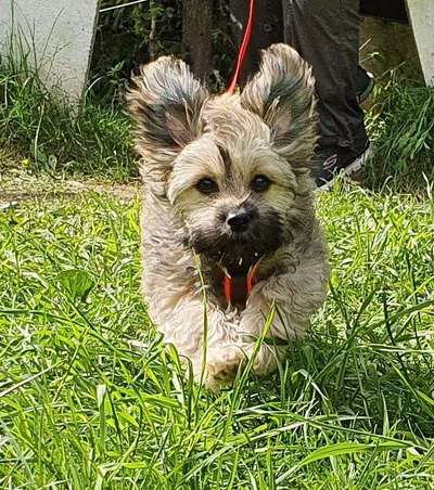 Die Dogorama Monats Challenge "Es grünt und blüht"-Beitrag-Bild