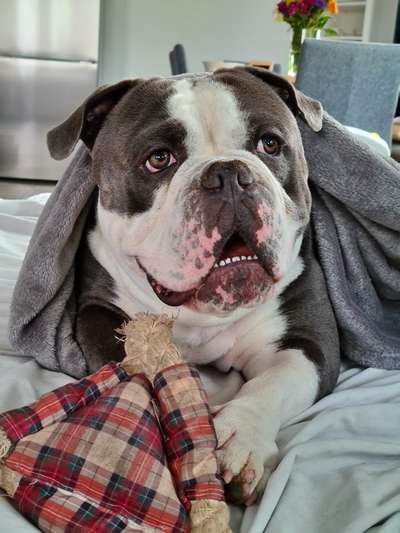 Die Dogorama Kalender Challenge Titelbild-Beitrag-Bild