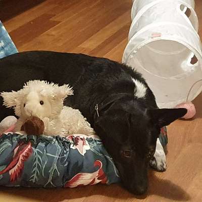 Hundetreffen-Hundefreunde-Bild