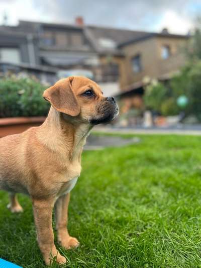 Puggle-Beitrag-Bild