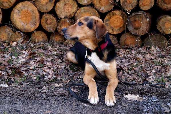 Foto's und Hundemodels-Beitrag-Bild