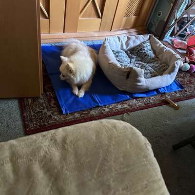 Hundetreffen-Mobiler Hundefriseur gesucht-Bild