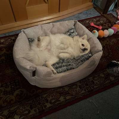 Hundetreffen-Hundesitter-Bild