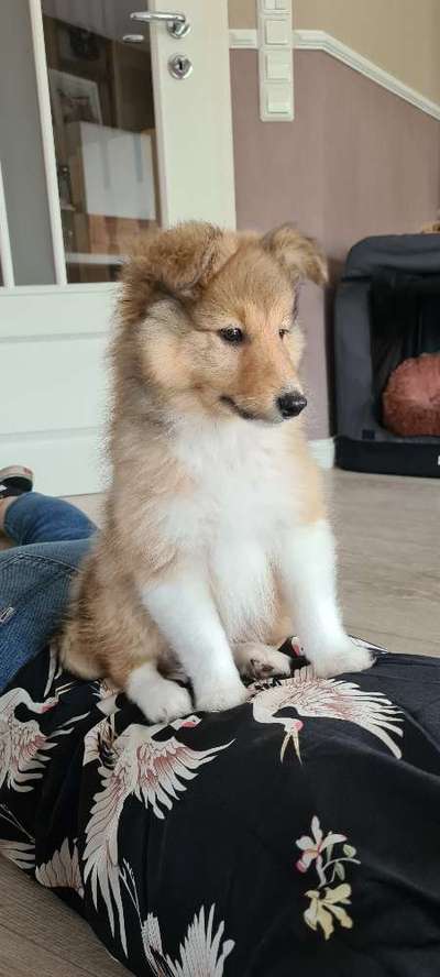 Welpen Bilder !-Beitrag-Bild