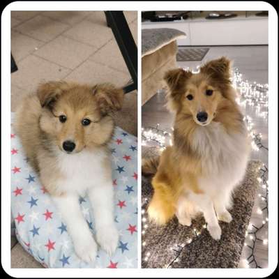 Gibt es noch mehr Spitz/Jack Russel + Dackel Mixe?-Beitrag-Bild