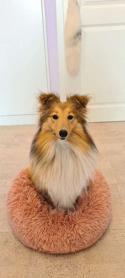 Shelties-Beitrag-Bild