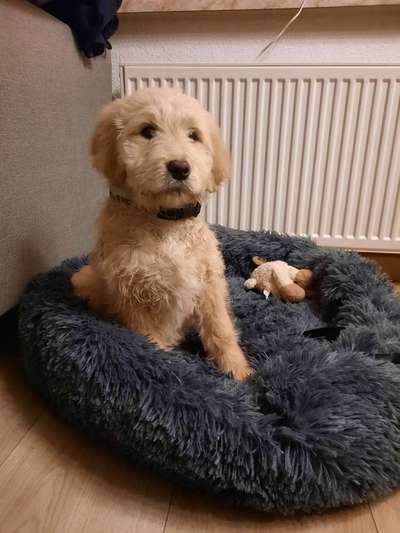 Zeigt her eure Pudel und Pudelmischlinge (:-Beitrag-Bild