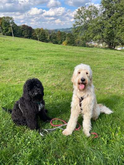 Hundetreffen-Gassitreff-Bild