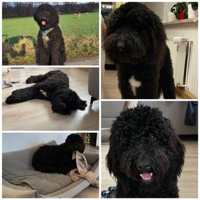 Wie seid ihr zu eurem Welpen gekommen?-Beitrag-Bild