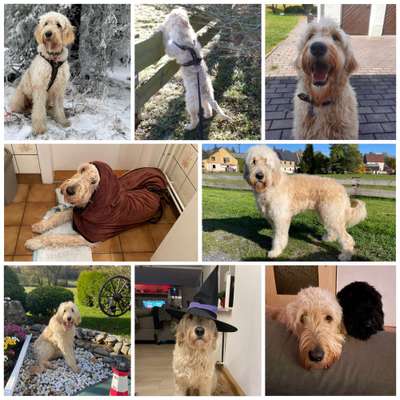 Wie seid ihr zu eurem Welpen gekommen?-Beitrag-Bild