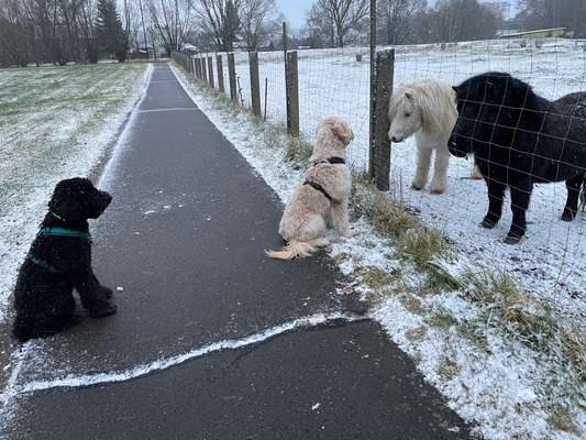 Doppelgänger gesucht !-Beitrag-Bild