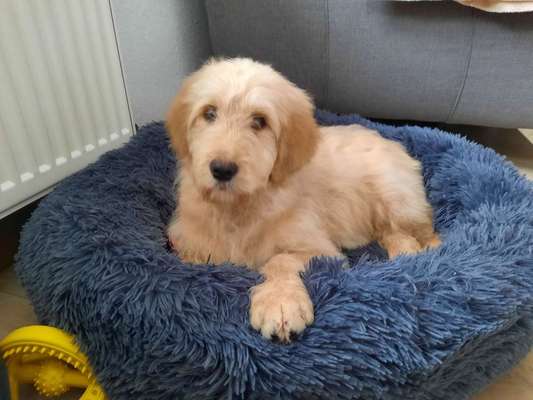 Goldendoodle?-Beitrag-Bild