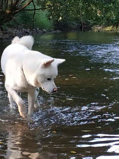 Akita Inu/American Akita (Mix) halter.-Beitrag-Bild