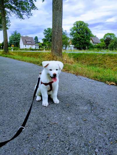 Akita Inu/American Akita (Mix) halter.-Beitrag-Bild