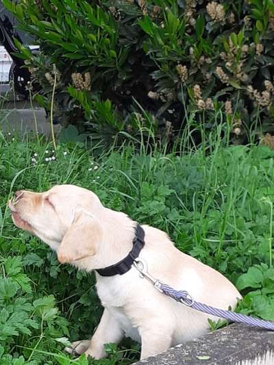 Welpen Bilder !-Beitrag-Bild