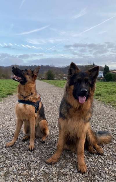 Alles rund um den Schäferhund, diskutieren erwünscht.-Beitrag-Bild