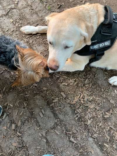 Dogorama Photo Challenge - Gegensätze-Beitrag-Bild