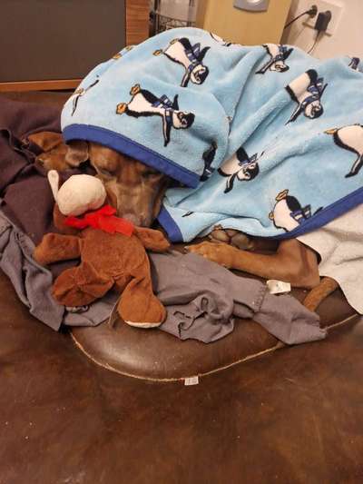 Rhodesian Ridgeback-Beitrag-Bild