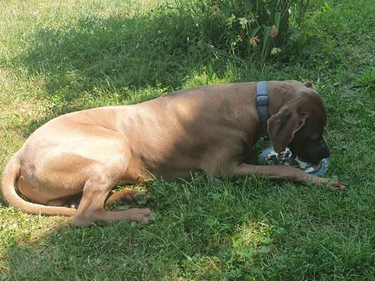 Rhodesian Ridgeback-Beitrag-Bild